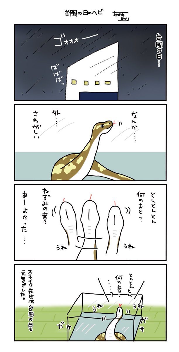 我が家のボールパイソン 