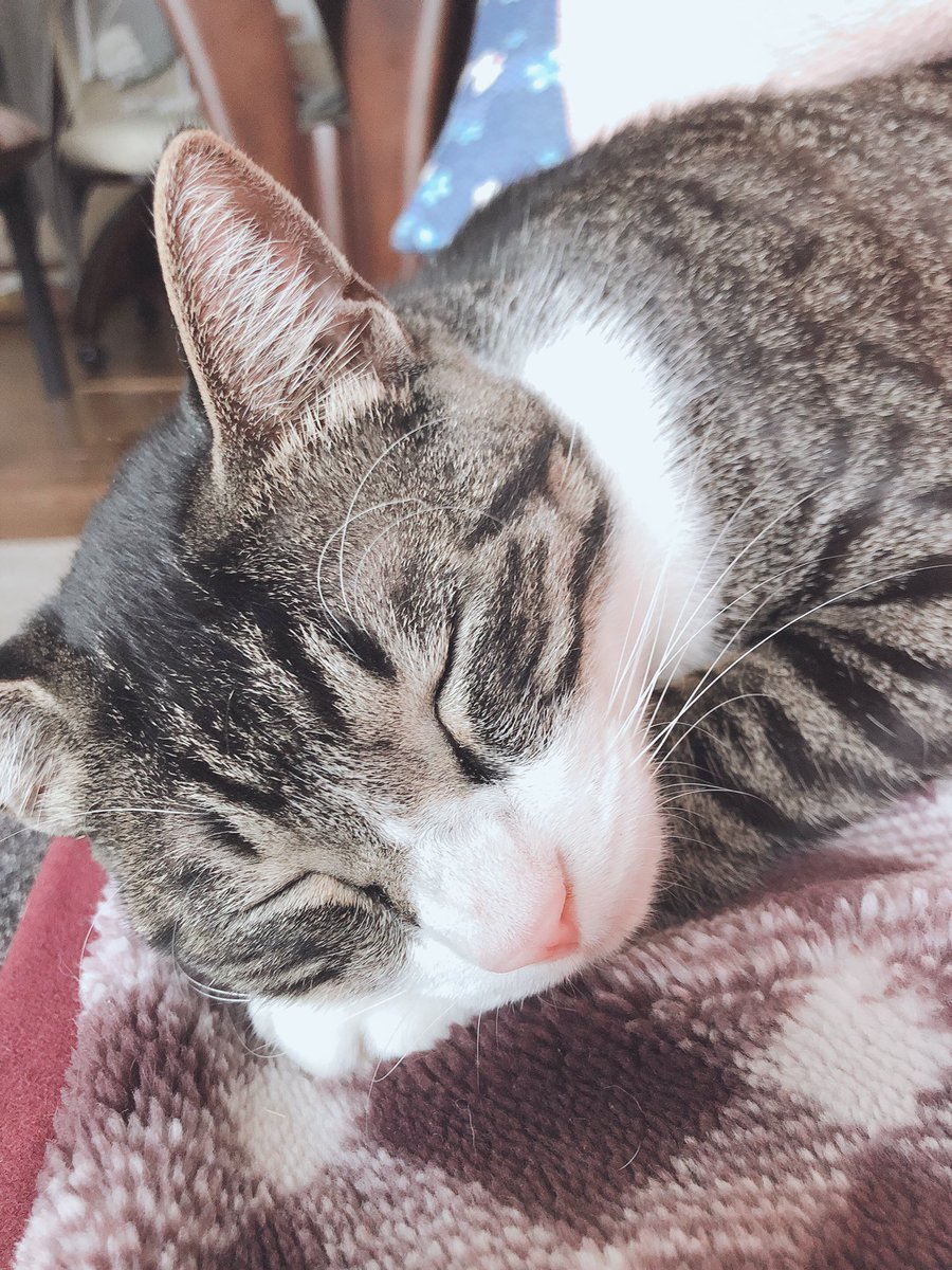 bot98133703's tweet photo. 可愛いすぎて、なんも言えない https://t.co/A8d4djl9XB