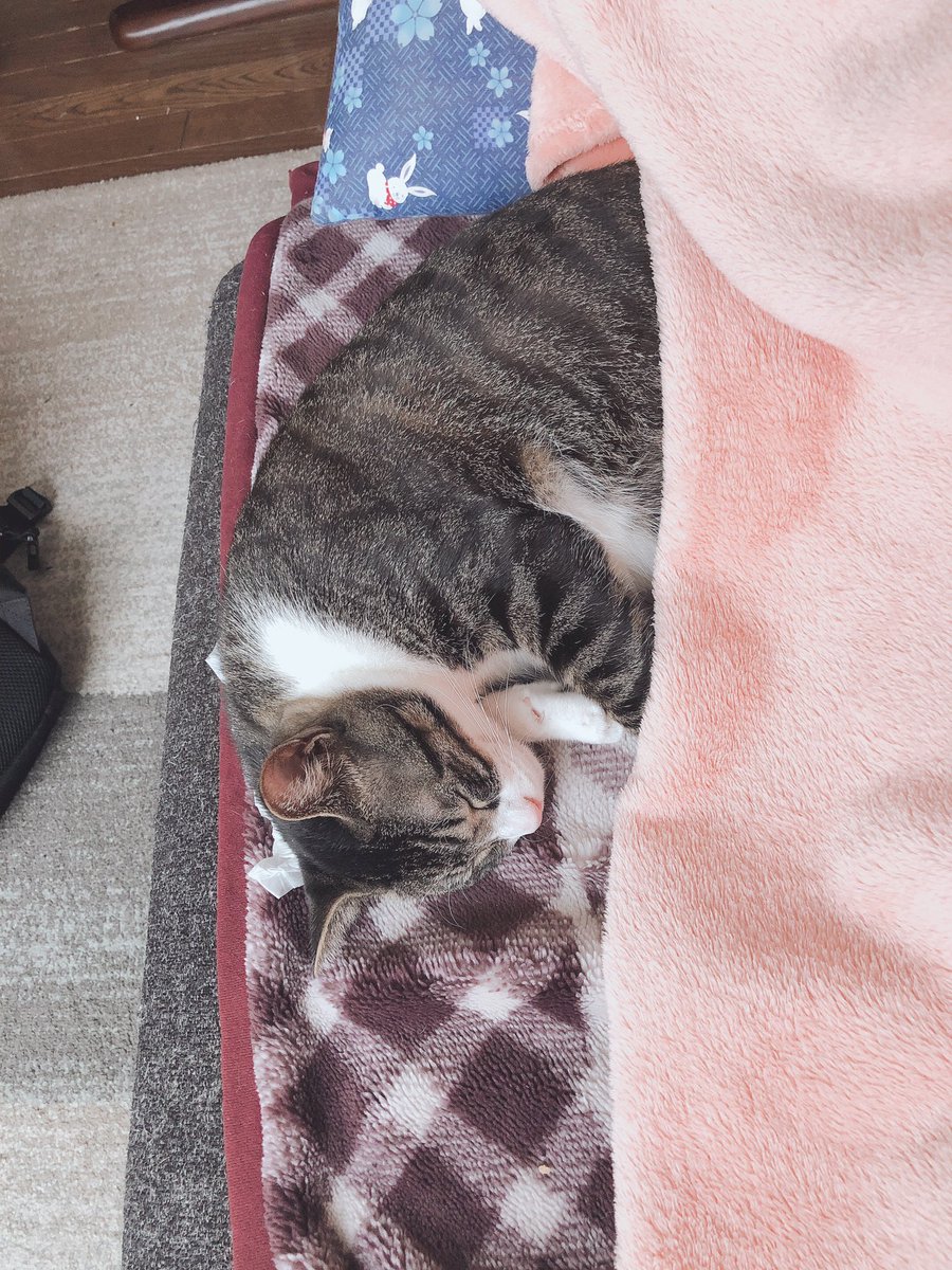 bot98133703's tweet photo. 可愛いすぎて、なんも言えない https://t.co/A8d4djl9XB