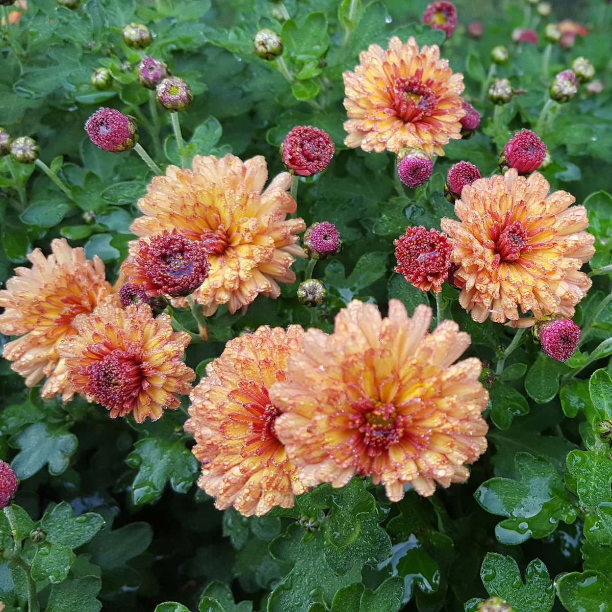 The hardy Chrysanthemums are here!  We have quite a few different ones this year so I may bore you with them over the next week... this is 'Peterkin'.

#chrysanthemum #chrysanthemumpeterkin #hardychrysanthemums #gardenchrysanthemums #autumnflowers #octoberflowers #brownflowers