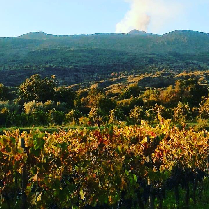 #sciaranuova #etna #primaterra #solonatura #vendemmia2019