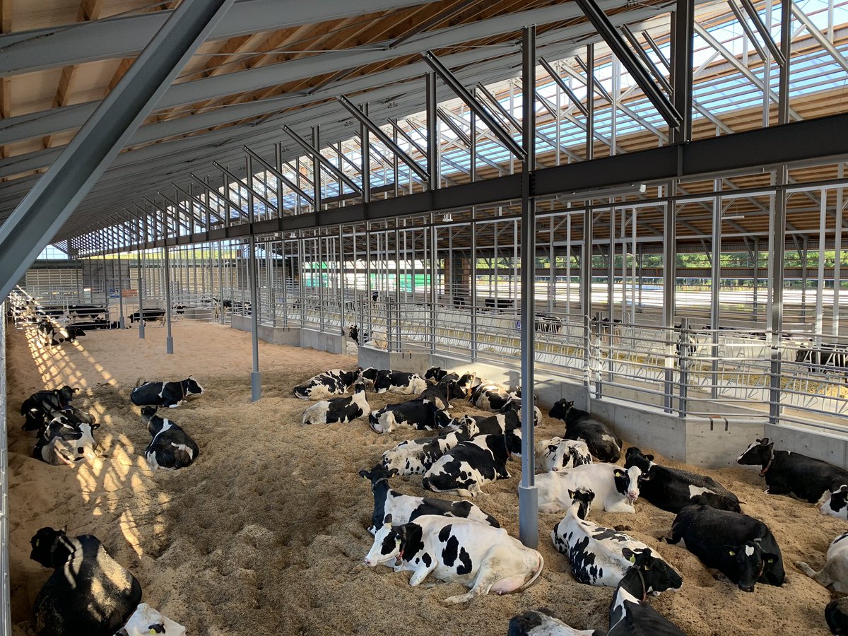 株 大地の雫 V Twitter 乾乳牛舎できました フリーバーンです 牛達もリラックスしてて超イイ感じです