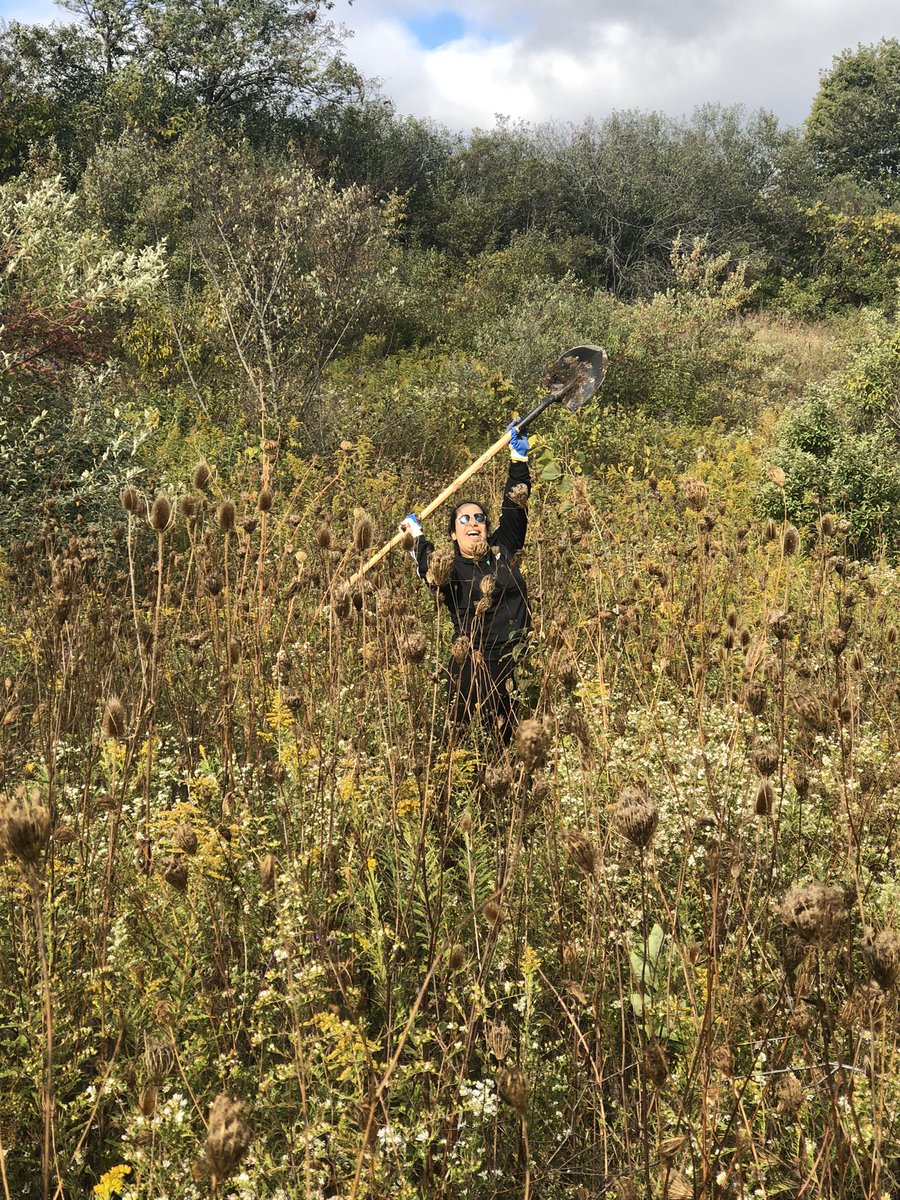 CherishDhani's tweet photo. Just a few more...#tdtreedays2019 https://t.co/pzI5OPmokc