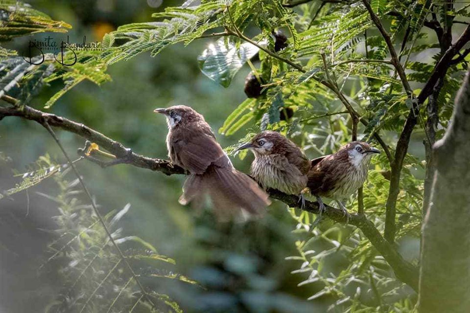 nepalvisit2020's tweet photo. Spiny Babbler, Kande Bhyakur in Nepali, is a rare bird found only in Nepal. Once thought to be extinct, the spiny babbler is a medium-sized brown bird with a sharp beak and is shy and elegant.
For More: https://t.co/Bbs04voOXL
#VisitNepal2020 #RegulusNepal #Nepal #Birds #Wildlife https://t.co/vjtzTpY88z