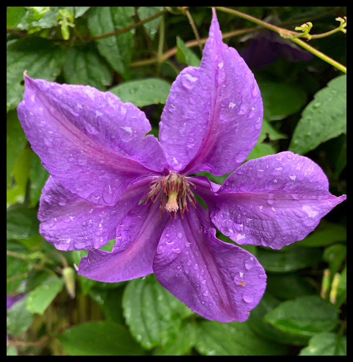 TelfotoABZ761's tweet photo. Good morning. A wee bit damp this morning, hoping it will clear later. Have a nice day all.😊 https://t.co/C2LYAXS5Z5
