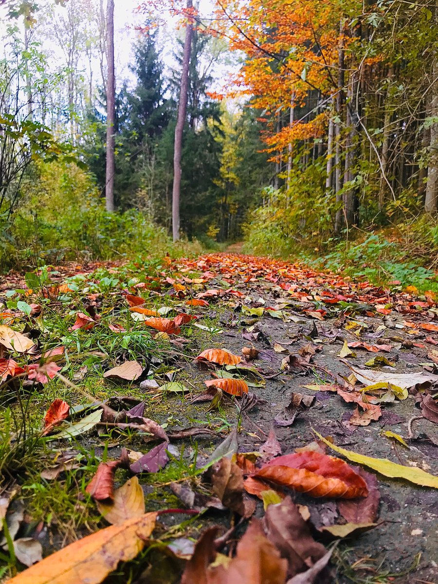 DianaB786's tweet photo. Wonderful , colorful Autumn 🍂🍁🍂

a relaxing Sunday for my friends here 😊

#autumnfalls #Autumn #colorfulseason https://t.co/MP8JR8AXfB