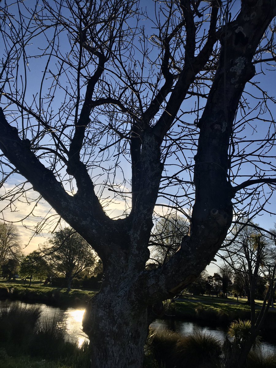 pippy_ms's tweet photo. #LightningTree on our family walk this evening around the Avonside redzone #RedZone #Avonside https://t.co/VwUVB5lGPF