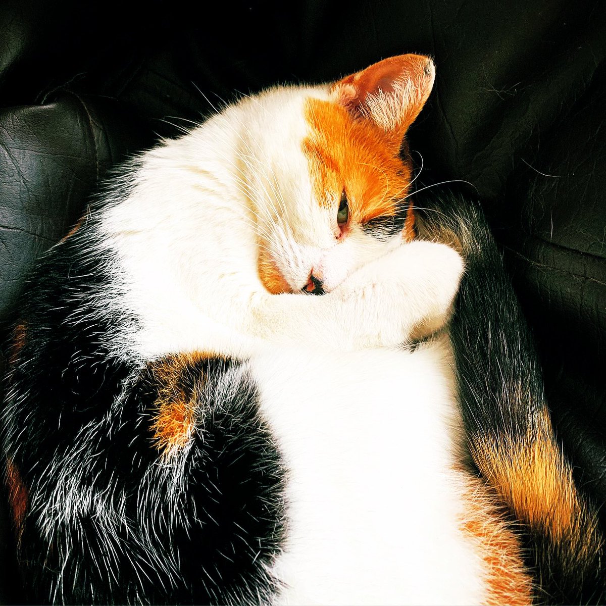 SusanCalman's tweet photo. At 6am all 5 of my cats decided to sprint around the house on a loop. My face was a convenient springboard to launch themselves across the room. At 6.05 I got up. Now staring at this. The face of a sleepy cat who can’t understand why her human keeps swearing. https://t.co/viSooxjAjS