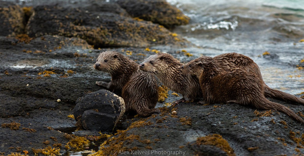 Some of our local otters from a couple of weeks ago on our inclusive tours. #mull #wildlife #wildlifephotography #scotland
