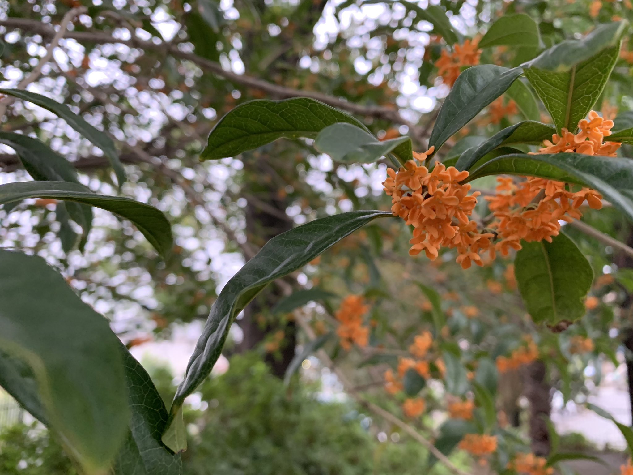 ちみーさん 金木犀ってなんでこんなにいい香りなんでしょう 庭に植えてはいけない という迷信 もあるようですが 季節を演出してくれる木々に罪はない 写真 T Co Hyatxqtzfp Twitter