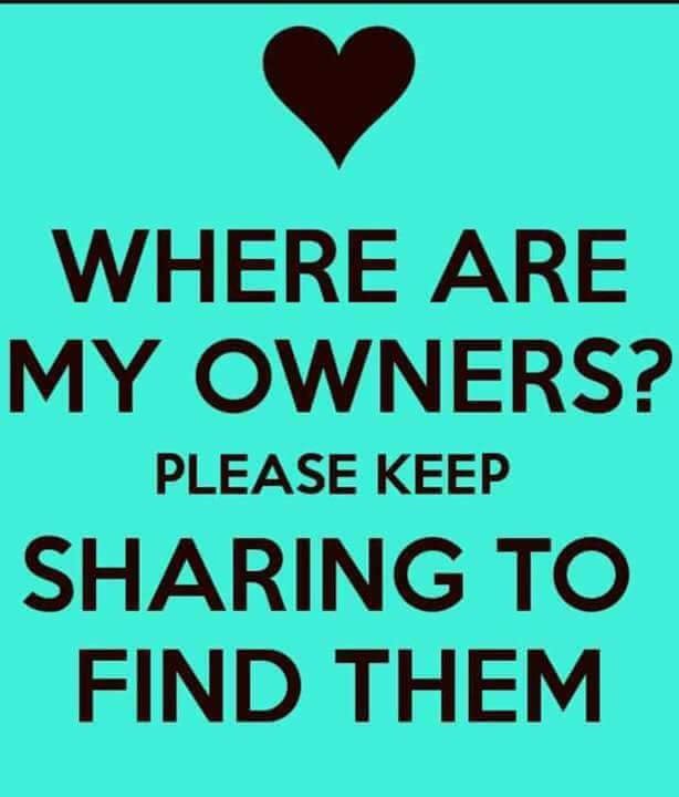 ‼ FOUND DOG ‼

Found 19/10/19  #Stroud  unfortunately unable to get through to the contact number that the microchip is registered to. 
Pls contact us on 01453 752555 if you have any info or if the dog belongs to you. hope we can locate the owner soon❤️ facebook.com/22915662390950…