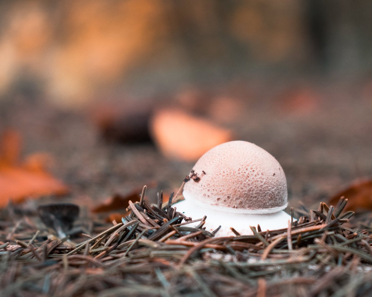 Outdoorglueck's tweet photo. Der Herbst ist da 🍁🍄
Auf unserer Wanderung letztes Wochenende an der Wahnbachtalsperre haben wir unglaubliche viele Pilze gesehen und fotografiert 🍄
#wandern #wanderung #visitbonnregion #deinnrw #naturparkbergischesland #wanderbaresdeutschland #landschaftsfoto #visitgermany https://t.co/ZtPtiTsh2q