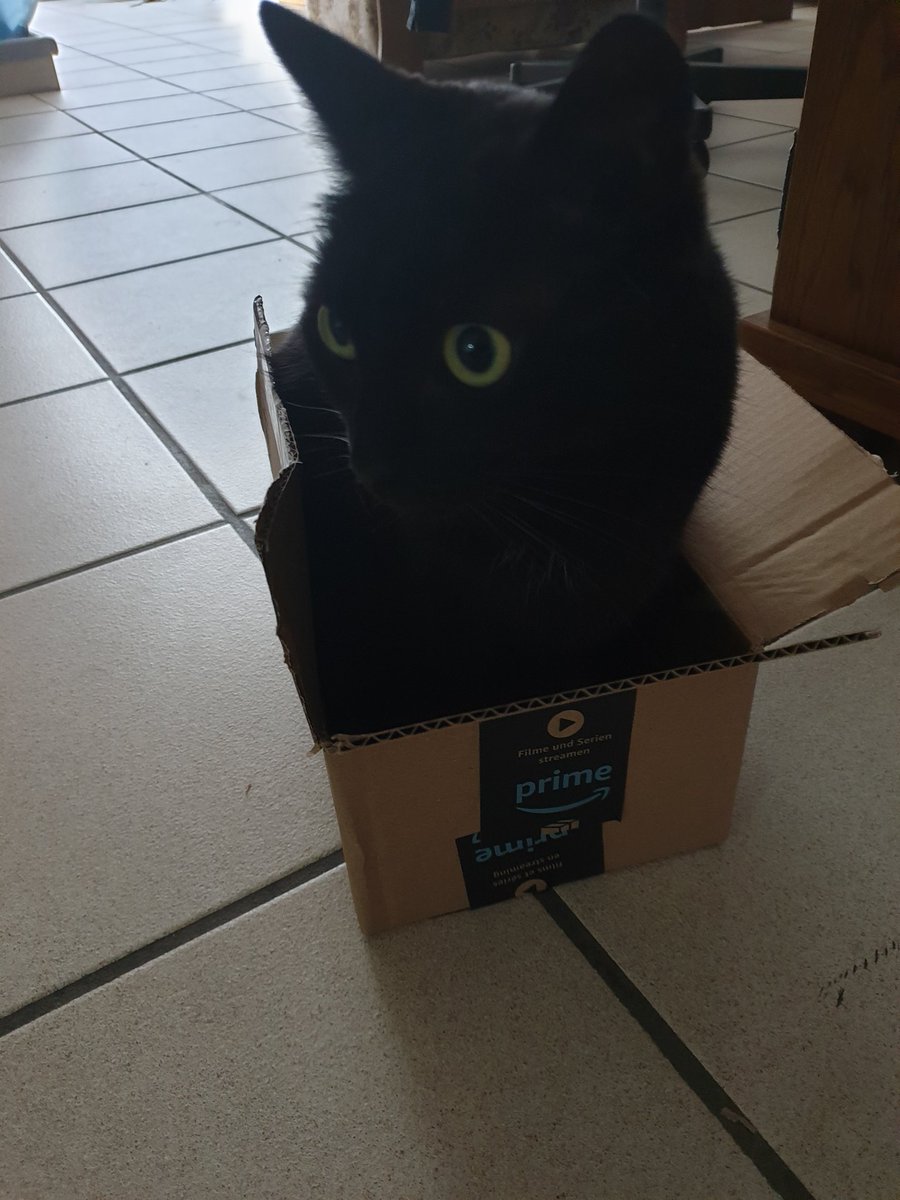 FelisTheCat1's tweet photo. #kalithecat, ready to conquer the world in a box.
#cat #SundayFunday https://t.co/sNhKzow668