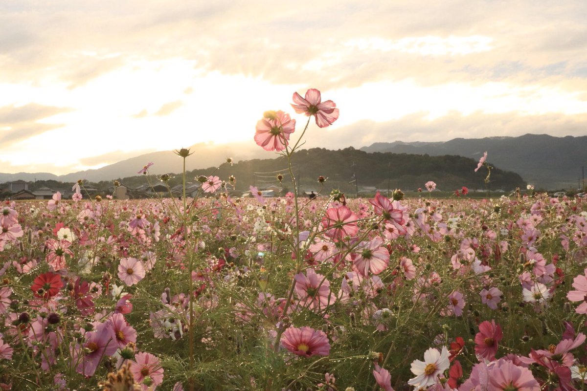 camakoxx's tweet photo. これこれー！
夜明けのコスモス��️🌸

#ファインダーの越しの私の世界 
#写真好きな人と繋がりたい 
#photography #japan #秋桜
#藤原宮跡　#キリトリセカイ https://t.co/9vVTNbmOia
