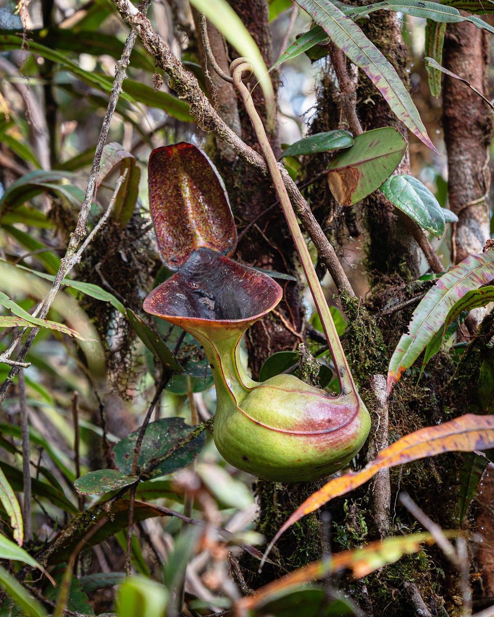 floravitro's tweet photo. When british naturalist Sir Hugh Low first climbed Borneo‘s highest mountain, Gunung Kinabalu in 1851, he came across a unique and bizarre looking plant - later described as Low‘s pitcherplant (Nepenthes lowii).
What he did not ..
Visit https://t.co/SotBfXwYqb for the full story. https://t.co/jy5cGaTyTF
