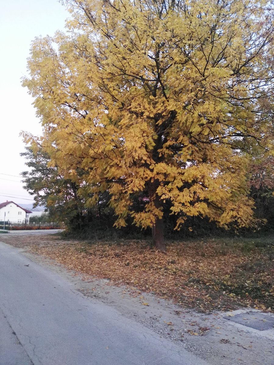 RKukuljac tweet picture