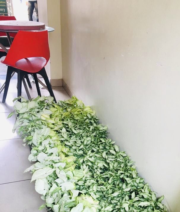 ruchikokcha's tweet photo. Thank you @sunnygarg84 for making @BuckLolCafe a part of a great initiative. Green giveaways remind us how crucial it is to save our planet right now. Thanks for sending in the beautiful saplings. https://t.co/zX8xq95ngG