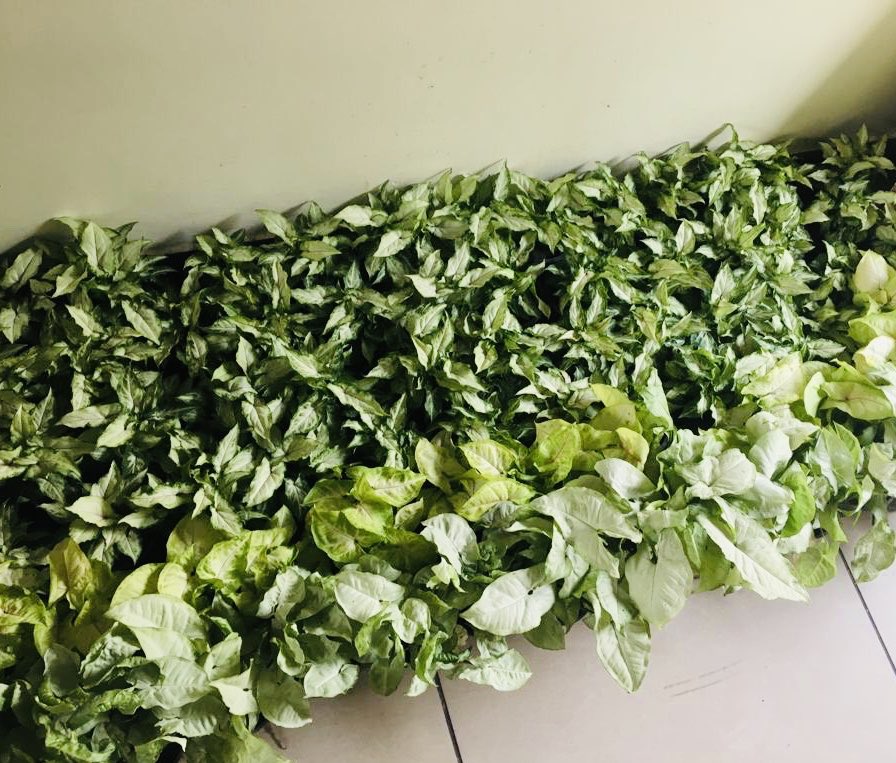 ruchikokcha's tweet photo. Thank you @sunnygarg84 for making @BuckLolCafe a part of a great initiative. Green giveaways remind us how crucial it is to save our planet right now. Thanks for sending in the beautiful saplings. https://t.co/zX8xq95ngG