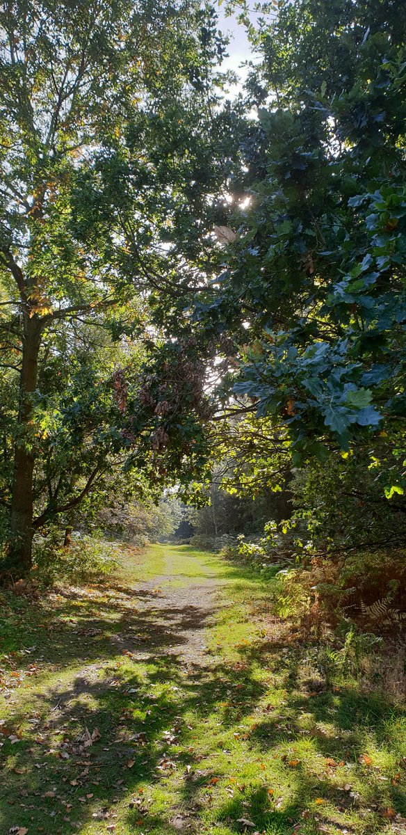 buttergoode's tweet photo. Sunday morning sun penetrated through cloud.
Odie and I are leaf kicking...(rugby recording at home....dont tell me the scores )🖤🖤🖤
#suffolk 
#tunstallforest
#SundayThoughts 
#dogwalk
#odie
#fungi
#RugbyWorldCup 
#whiskyandrye
#believe https://t.co/6HJxRM0qSK