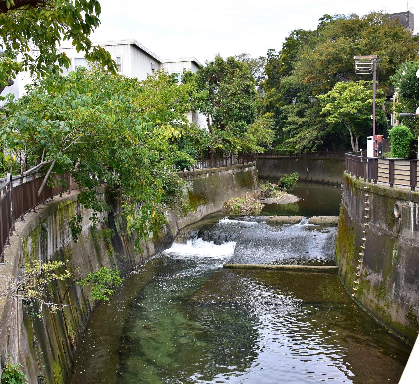 تويتر Sthkzn على تويتر 仙川 Dcm くろがねや 成城店 成城の南側 仙川沿いは散歩に良いコース 奥の方にホームセンターのくろがねや 東宝日曜大工センター が事業譲渡したそうです バケツと竹ぼうきやらを買ってきました 成城学園前 くろがねや 仙川