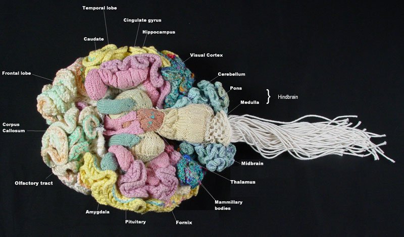 womensart1's tweet photo. Psychiatrist Dr Karen Norberg, of National Bureau of Economic Research in Cambridge, Massachusetts, spent a year knitting an anatomically correct replica of the human brain #womensart https://t.co/heBnxgDIRf