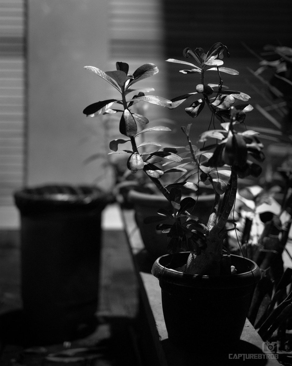 capturebyrob's tweet photo. Grow..
Fujifilm x-t30
#capturebyrob #blackandwhite #blackandwhitephotography #ONCEHALLOWEEN2 #BnW #bnwphotography #bnw_captures #bnw #night #nightshoot #plants #flower #photography https://t.co/xtuGoad0mK