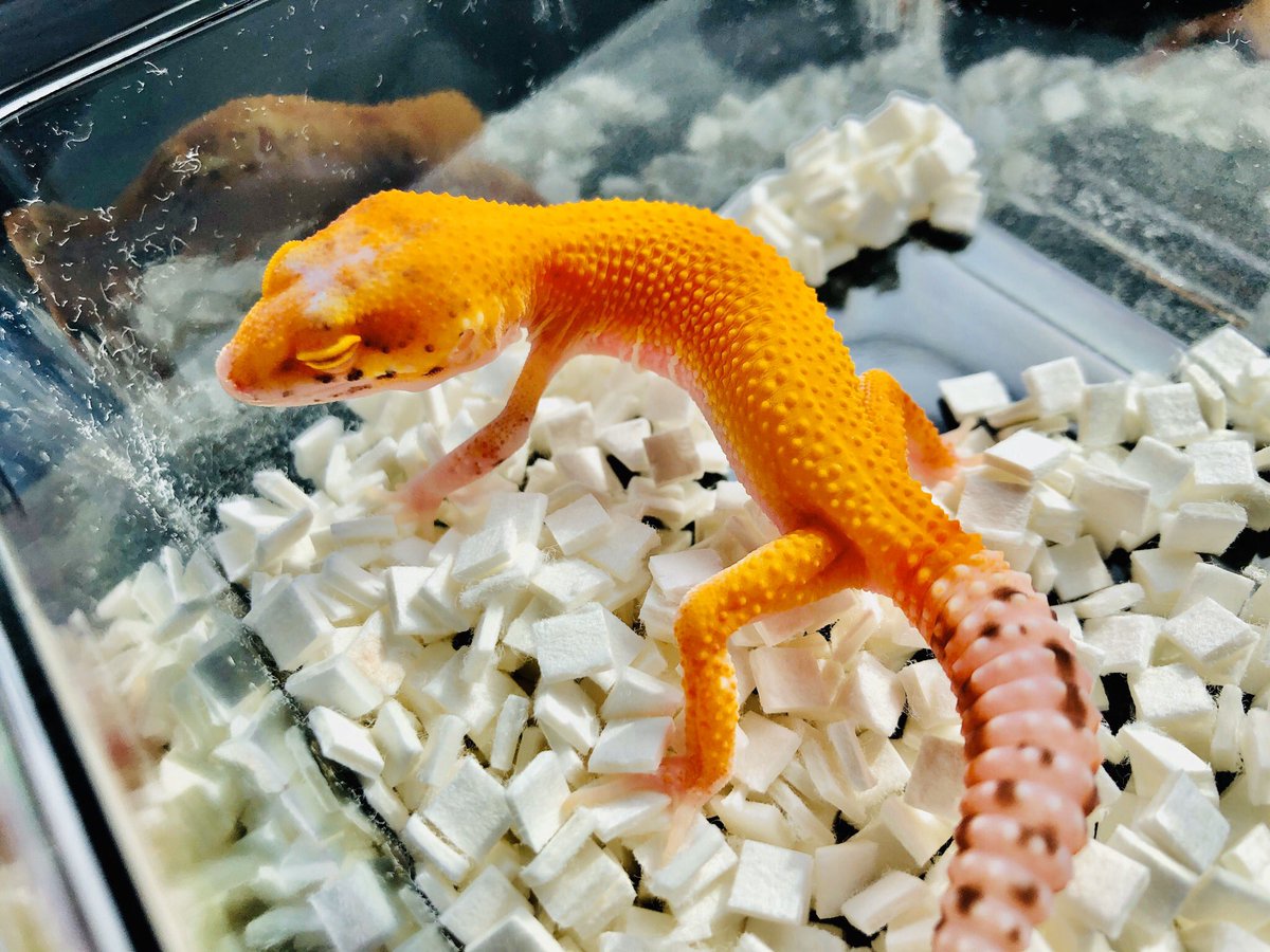 Five_Islands's tweet photo. SBSでGecko Base @chan_Ree_ チャンさんからレーダーをお迎え‼️
オレンジが鮮やかで綺麗な子です。
チャンさん、ありがとうございました😊 https://t.co/YMUY1dTJOj