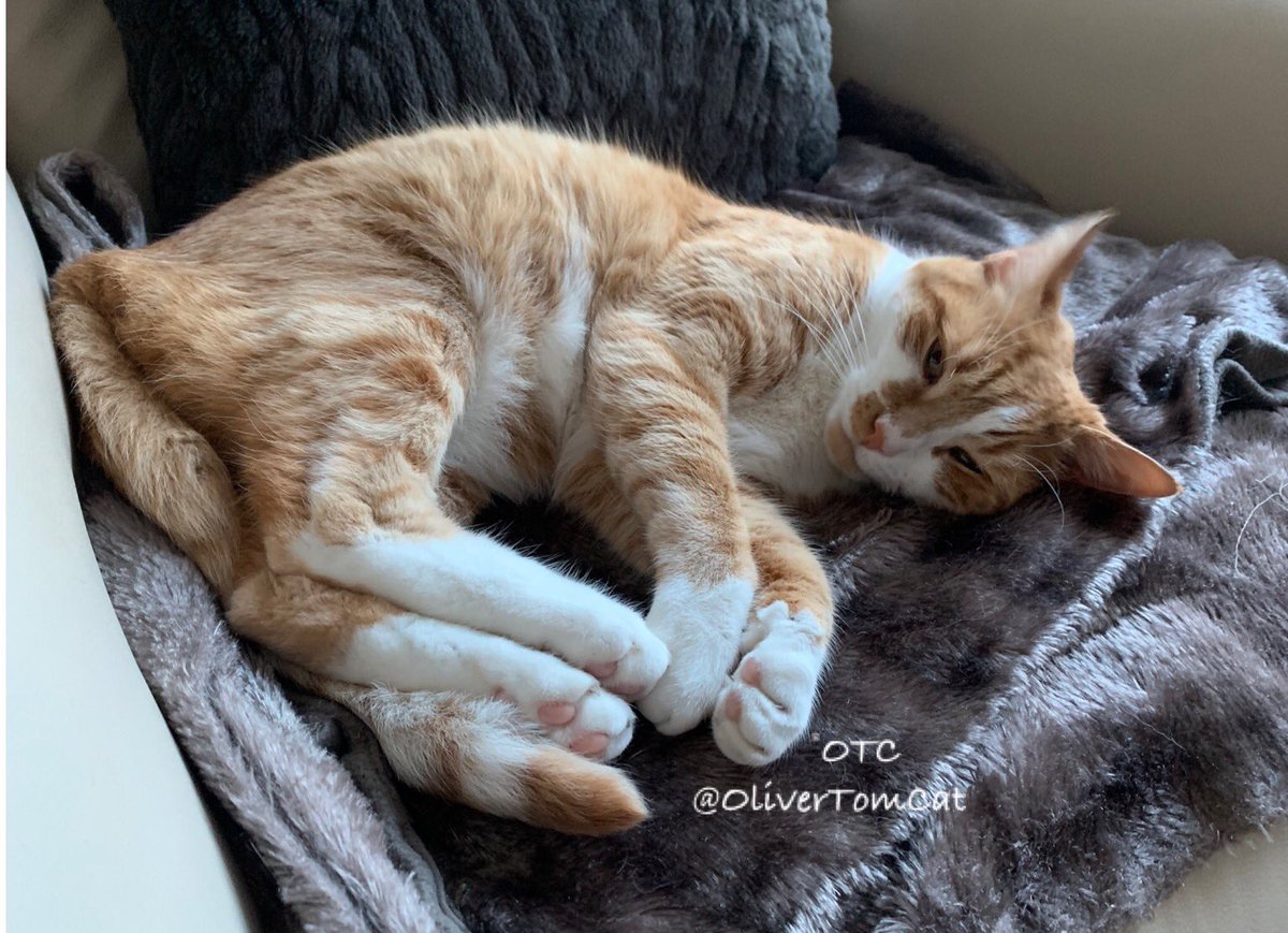 OliverTomCat's tweet image. Me n Smurge are wishing you all a supurrrrrr #CatBoxSunday but, cos we never get a box, we’re just trying to get ourselves some #SundayMotivation to enjoy this #SundayFunday  
We just need to get a few 💤💤💤💤💤💤 in first!
Have a great day pals! Love you💚🐾💚