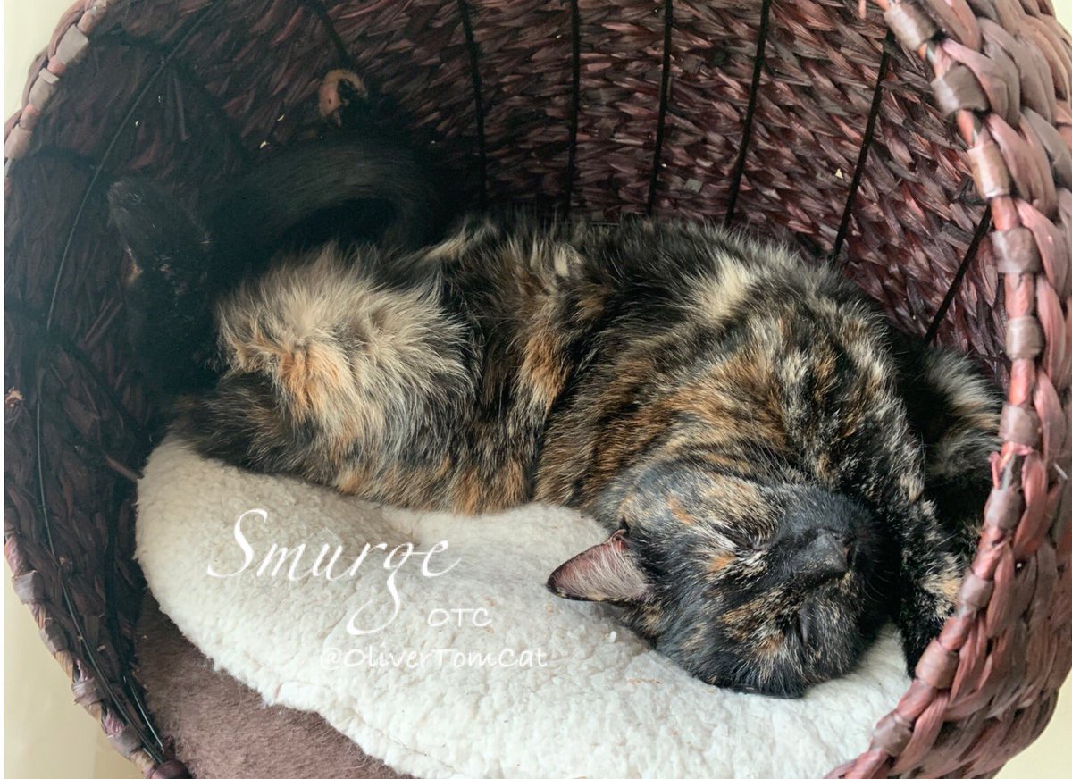 OliverTomCat's tweet image. Me n Smurge are wishing you all a supurrrrrr #CatBoxSunday but, cos we never get a box, we’re just trying to get ourselves some #SundayMotivation to enjoy this #SundayFunday  
We just need to get a few 💤💤💤💤💤💤 in first!
Have a great day pals! Love you💚🐾💚