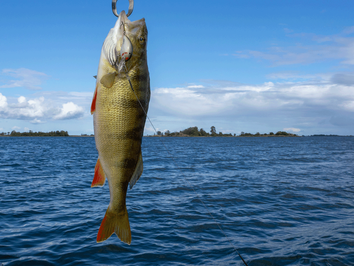 koefi_at's tweet photo. Barsche haben den Tennessee Shad von Bomber Lures zum Fressen gern. https://t.co/X50uCGmvxM

#barschangeln #barsch #raubfisch #angeln #fischen #barschalarm #fishing #wobbler #bomberlures #spinnfischen #schleppangeln #blinker #zander #perch #bassfishing https://t.co/RvDy7CquvJ