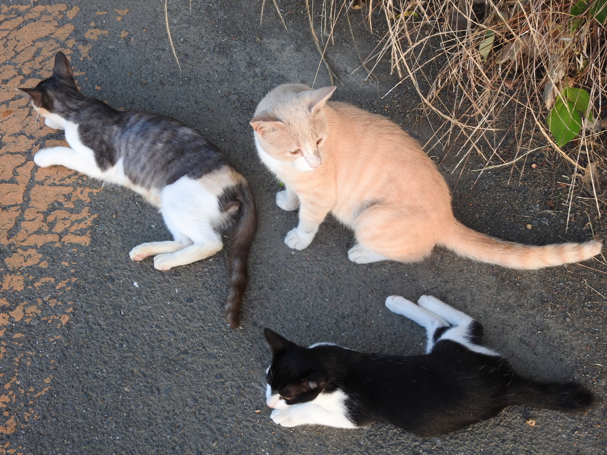 ヒデキ 野良猫ってこんなにかわいいよ On Twitter 悔しい出来事がありました ショップで猫を買った知人に 野良猫や保健所から 引き取る選択肢もあったの と聞いたら 保健所の野良猫とか汚いから無理 という言葉が出てきて涙が止まらない 保健所の生き物の