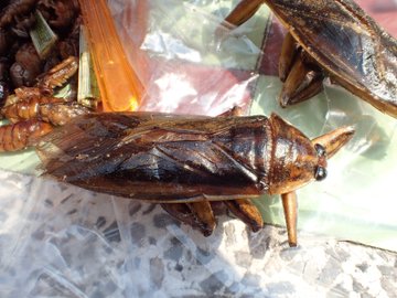 食用タガメの味や食べ方は ゲンゴロウ タガメ飼育ブログ
