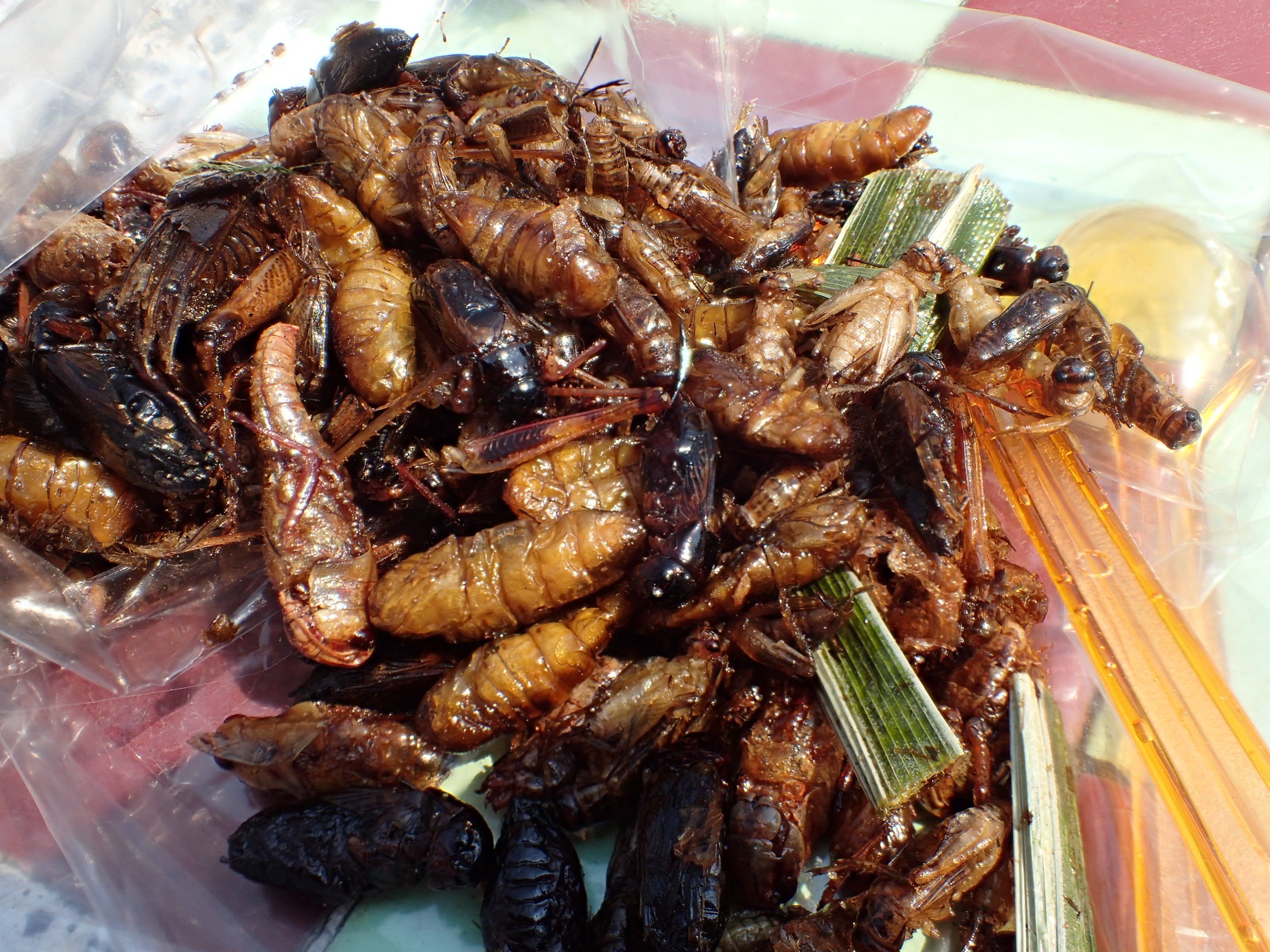 蟲眼鏡 タイの屋台で売っていた昆虫料理 油で素揚げにして塩コショウで味付けした感じのものです タガメは翅が邪魔で食べにくかったです T Co Hc7njg8gyy Twitter
