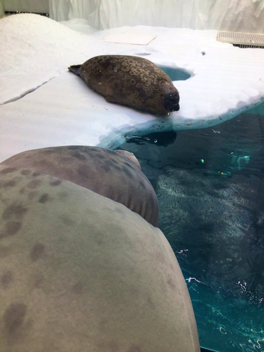 海遊館のリアルアザラシクッションさんが外の世界を満喫するご様子が楽しそうでかわいい サングラスめっちゃ似合う Togetter 海遊館のリアルアザラシクッションさんが外の世界を満喫するご様子が楽しそうでかわいい サングラスめっちゃ似合う Togetter