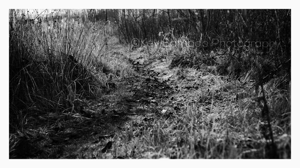 BambooCreatives's tweet image. Off the beaten track. 
Early crispy Sunday Mornings.

#WhereDoesItGo #Monochrome #Photography #Bamboo #Creative #SkinnyButStrong