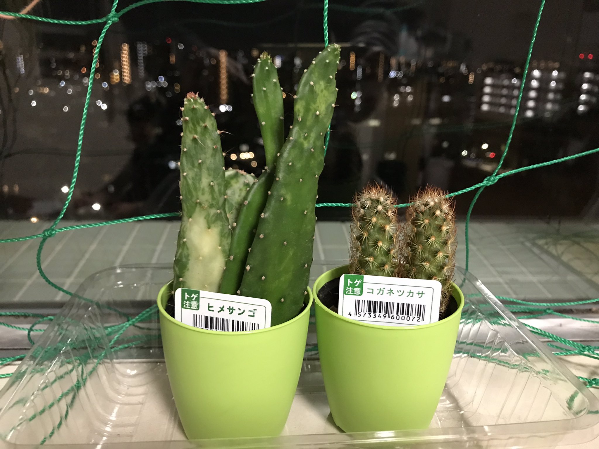 Kenkenmkiisr ダイソーで買ったサボテンに かわいい白い花が咲いた 品種はコガネツカサです T Co S6by3cvpvu Twitter