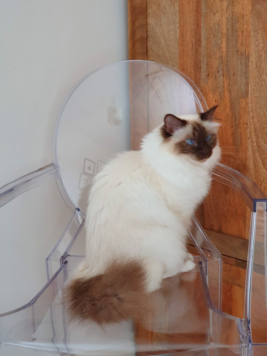 LordFarrell's tweet photo. If you scratch that chair I'm going to have you de-clawed https://t.co/ocdJuBnrlM