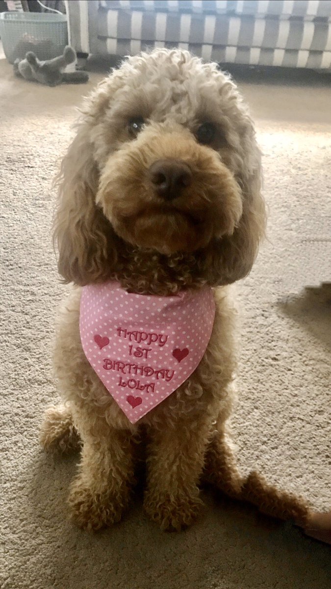 I think our little Lola is the prettiest dog especially as it’s her birthday today #1st birthday #cockapoo <a href="/SundayBrunchC4/">Sunday Brunch</a>
