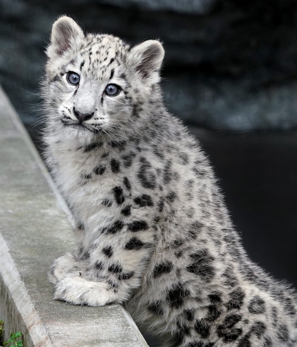 Riku A Twitter 旭山動物園のユキヒョウのジーマの赤ちゃん 可愛い以外の言葉が見つからないです 旭山動物園 ユキヒョウ