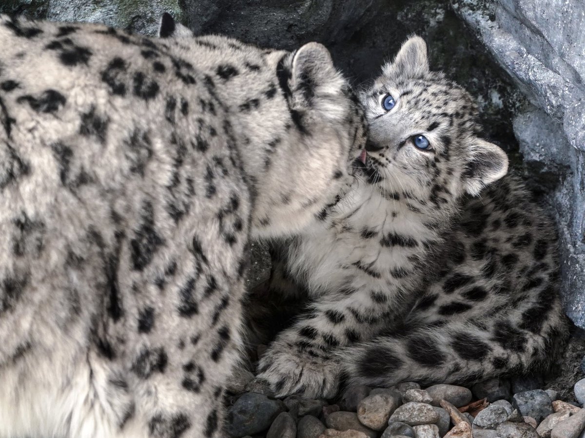 Riku 旭山動物園のユキヒョウのジーマの赤ちゃん 可愛い以外の言葉が見つからないです 旭山動物園 ユキヒョウ