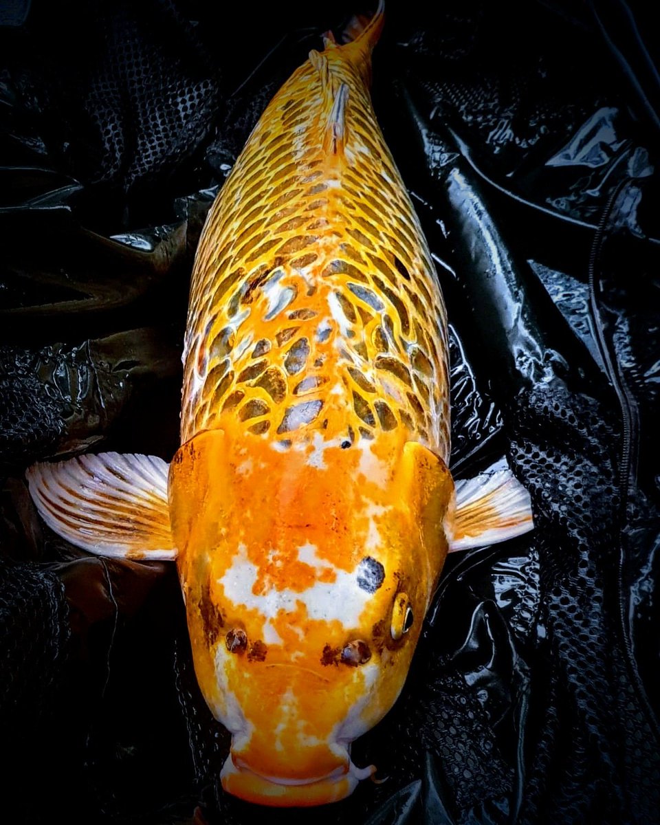 Monster crab &amp; Octopus / #PERALBAITS / #Carpfishing / #koi