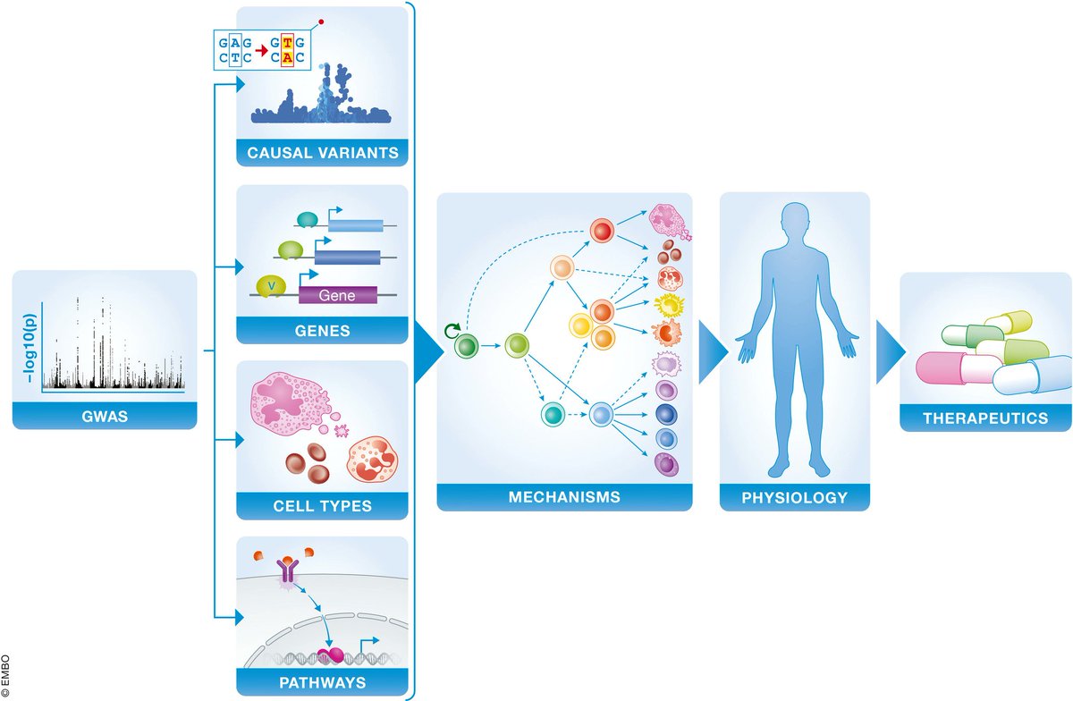 The genetics of human hematopoiesis and its disruption in disease, by @HarvardMed, @BostonChildrens, @DFBC_PedCare, @broadinstitute, @mit_hst and @harvardstemcell, in @EmboMolMed

embopress.org/doi/full/10.15…

#haematopoiesis #hematopoiesis #geneticdiseases #blooddiseases #haematology