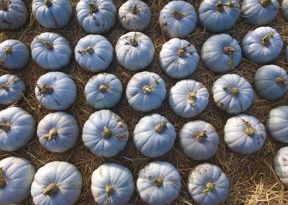 Ellie Tennant (@ellie_tennant) on Twitter photo Beautiful blue/grey pumpkins <a href="/wortoncafe/">WortonOrganicGarden</a> Beautiful blue/grey pumpkins <a href="/wortoncafe/">WortonOrganicGarden</a>