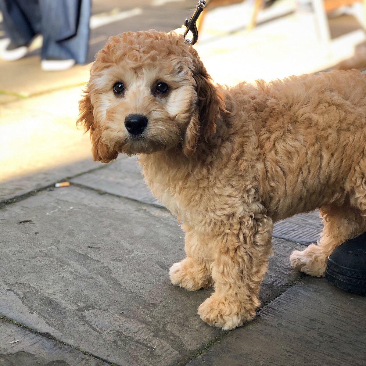 Dogs are welcome! Especially ones as cute as Phoebe the #cockerpoo #puppy 😍 <a href="/bombedoutmarket/">Bombed Out Market</a> #makersmarket 
.
.
#makers #market #cute #puppy #cockerpoopuppy #dogwalks #pup #events #sunday #weekendvibes #dogs