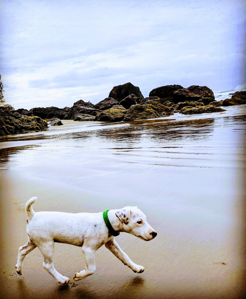 Lucy Does It 🐶🥰#LucyDoesIt tweet media