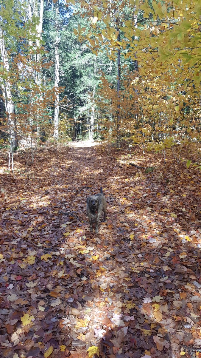 TrailsMerging tweet picture