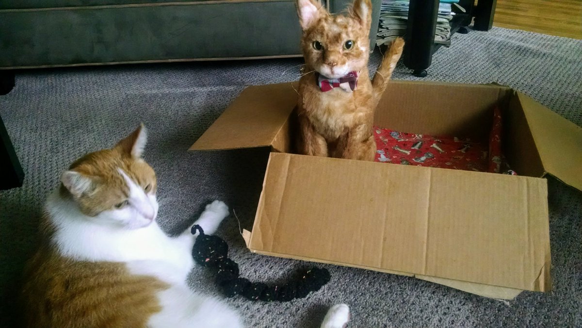 LucyntheBoys's tweet photo. One of these cats is not like the other... #Mau2 #JourneyOfFakeMau #Linus #catboxsunday @0_mau2 @MauSupercat @aurora3s https://t.co/I1ijS813yj
