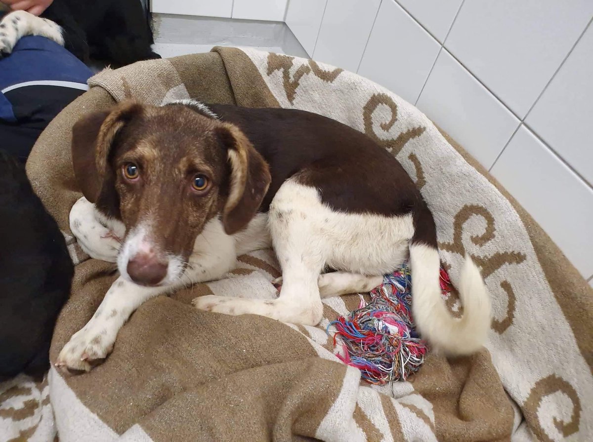owalo design Tierheim Burgdorf Hunde