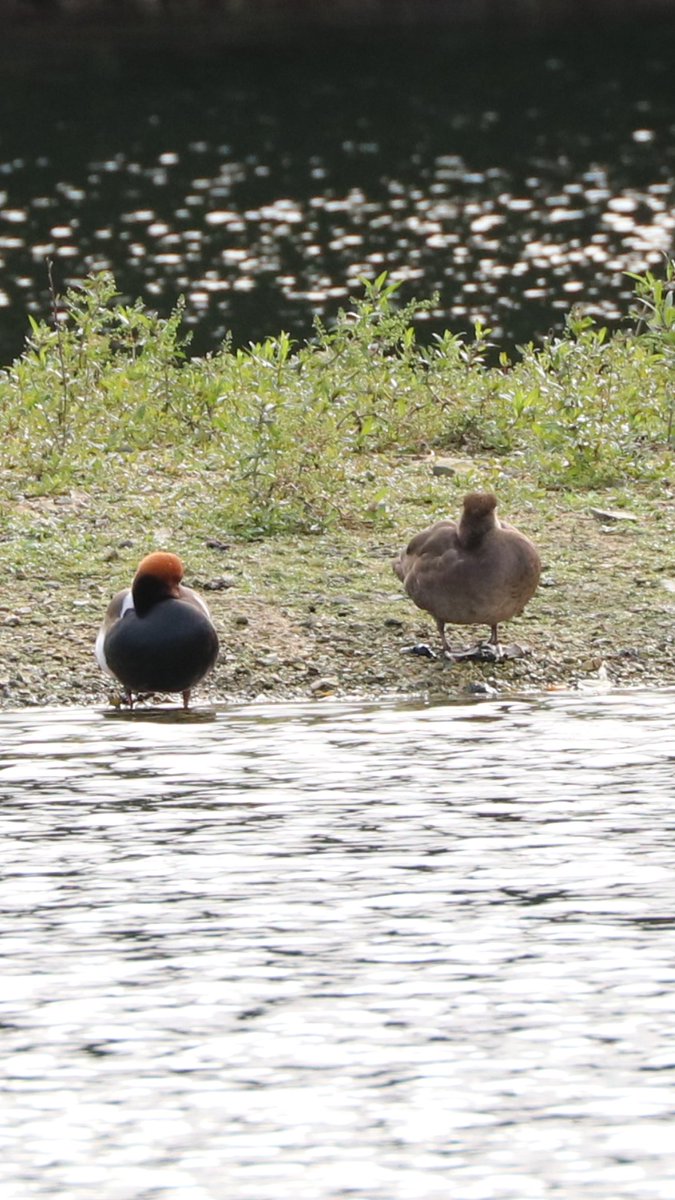 Raven at NCW nice reserve tick
Also pair of Red-crested Pochard
