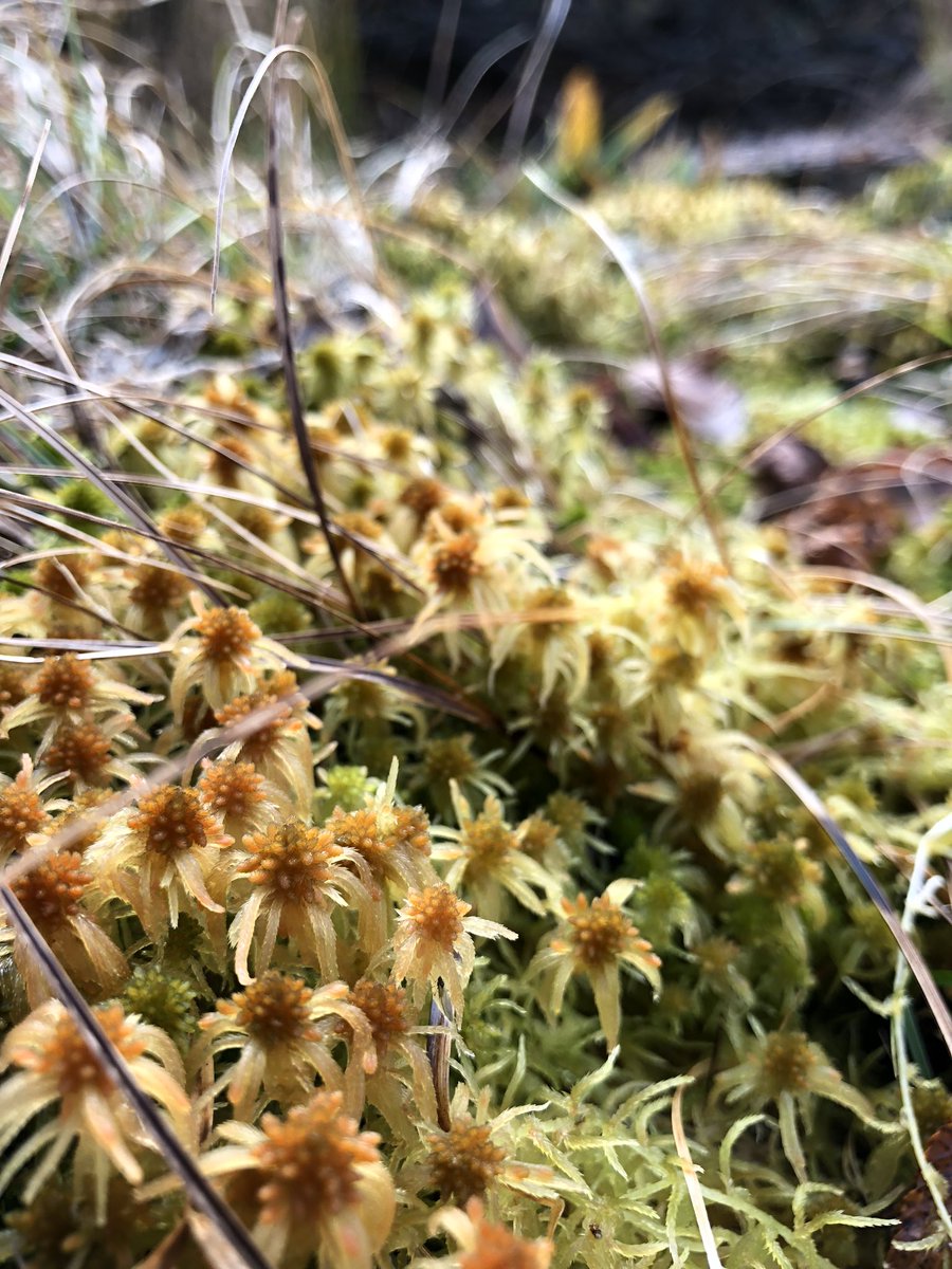 るみるみ 苔の花 花が咲いた後だと思います 苔の花